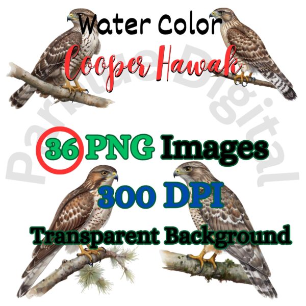 Digital Cooper Hawak Clip Art,Instant Digital Download, Printable Watercolor Clip Art, High Quality PNG, Digital download, Paper Craft, Junk journals | # 226 CA
