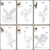 birds coloring pages
