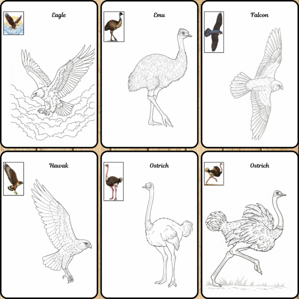 birds coloring pages